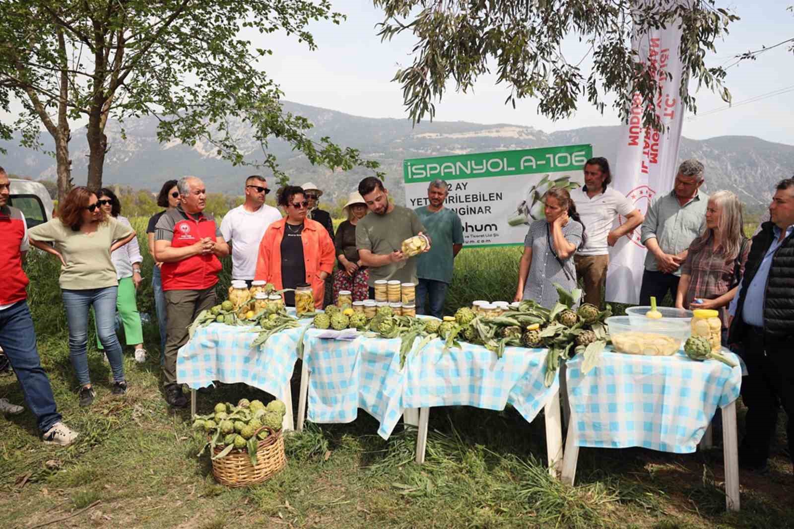 Akçapınar’da ‘Hibrit Enginar Hasadı Tarla Günü’ düzenlendi
