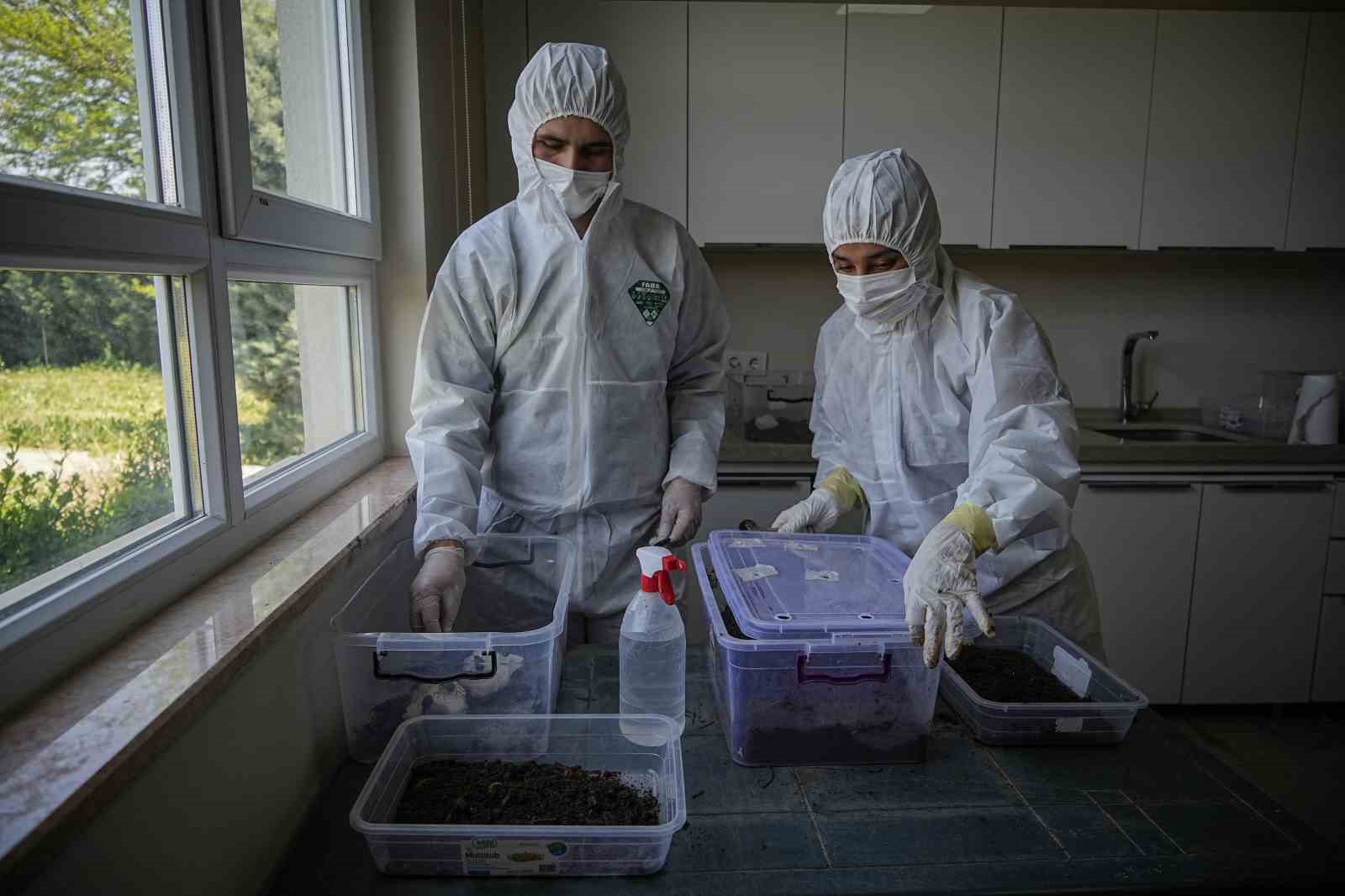 Çam ormanları terminatörlere emanet