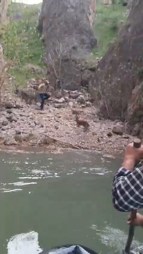 Kayalıklarda mahsur kalıp suya atlayan yavru dağ ke&ccedil;isi kurtarıldı
