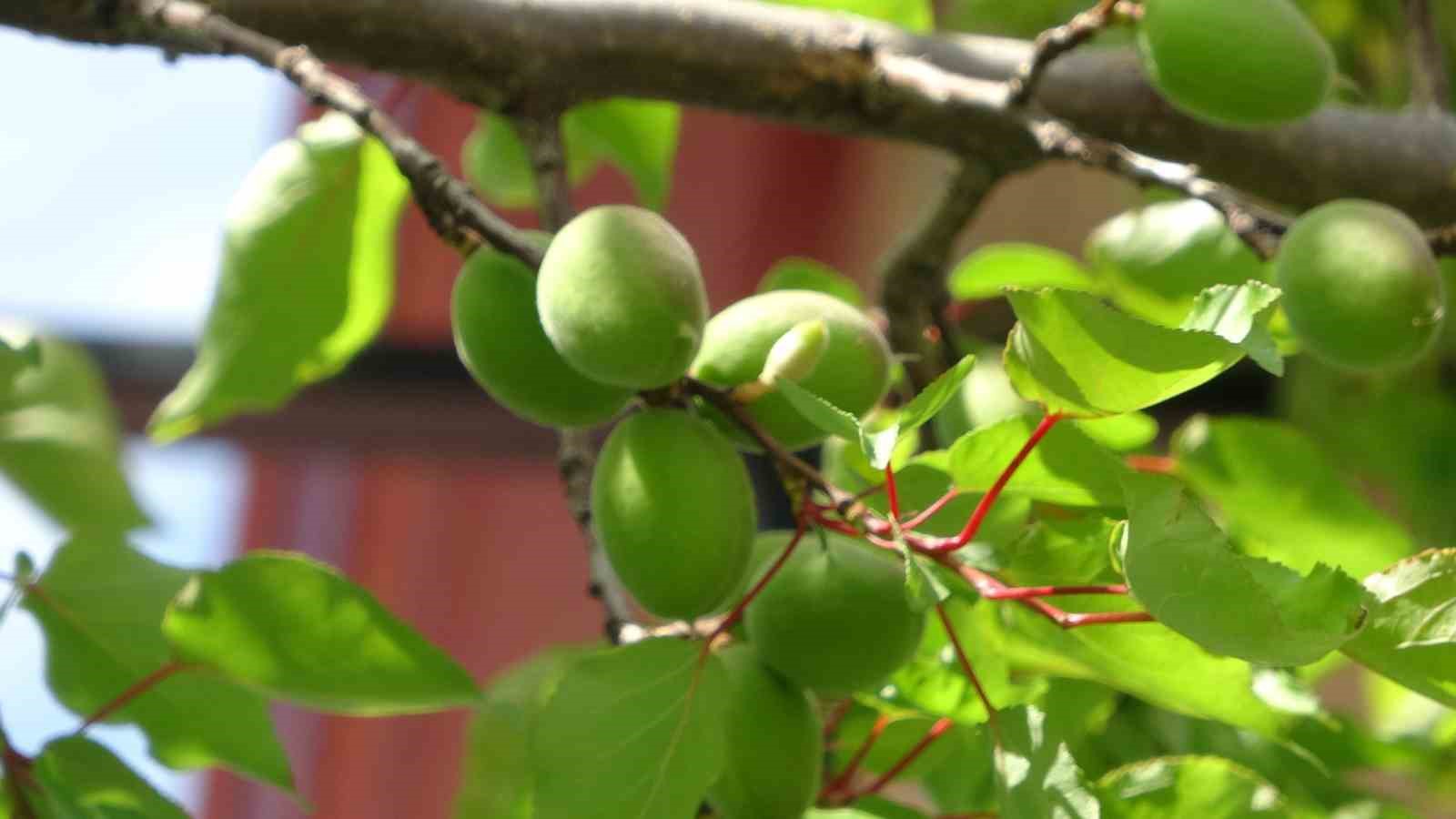 Malatya’da yüzyılın en büyük zirai ürün kaybı