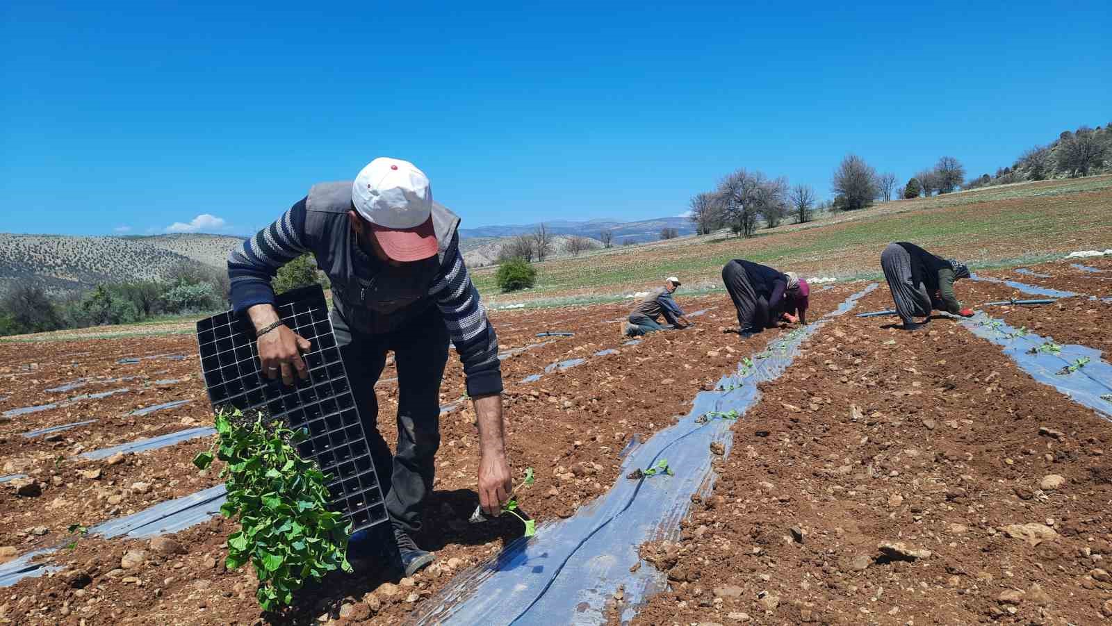 Kuraklığa dayanıklı karpuz fidesi dikimine başlandı