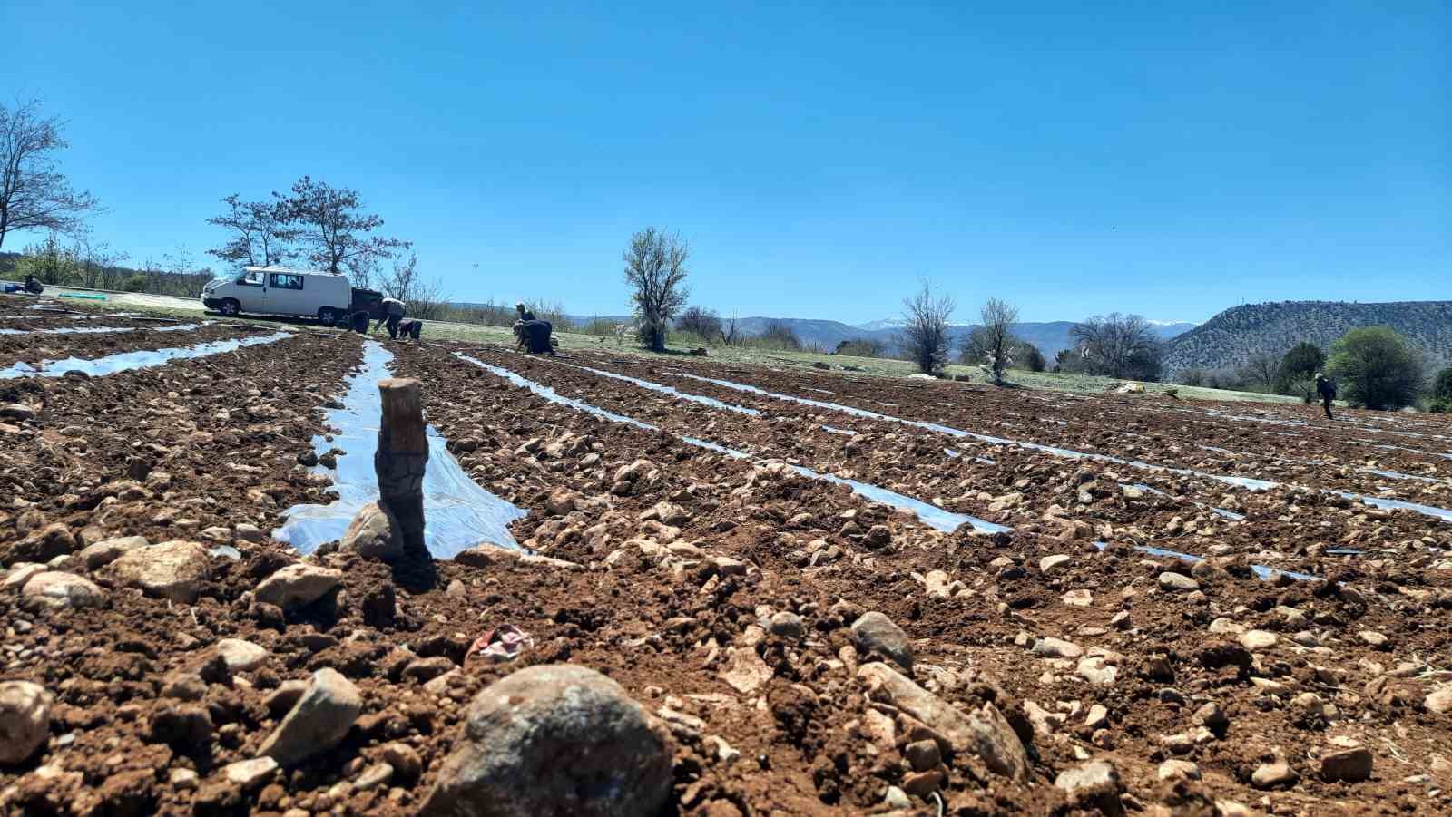 Kuraklığa dayanıklı karpuz fidesi dikimine başlandı

