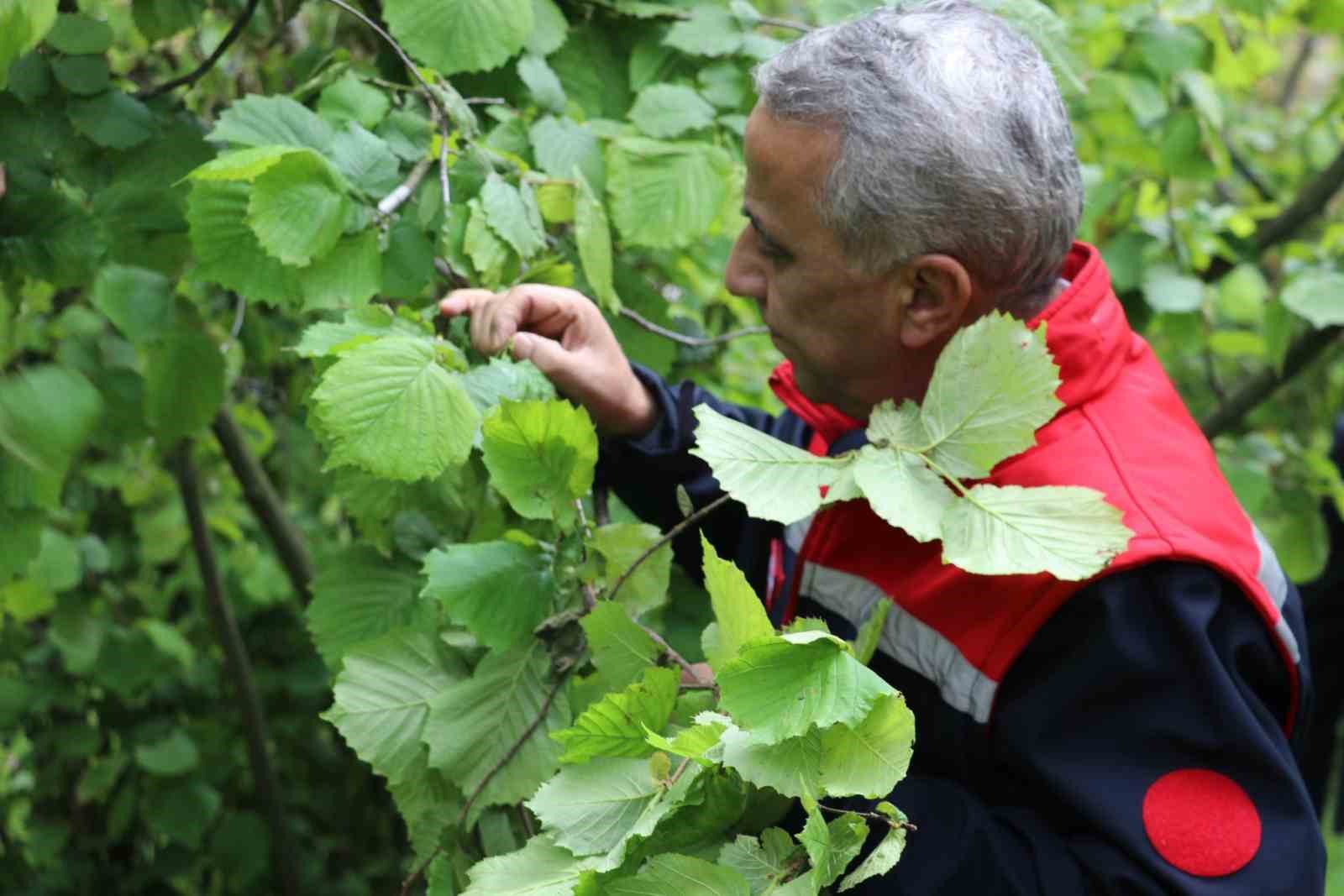 Müdür Sağlam: "Yüksek rakımdaki fındık alanlarımızda don zararı mevcut"
