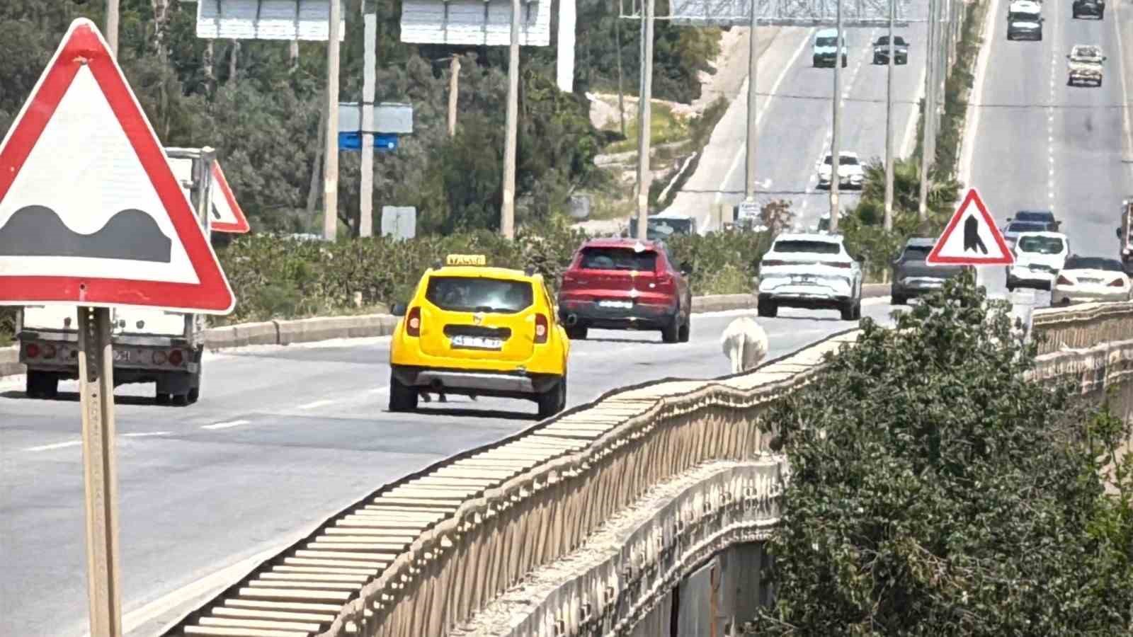 Eşekler trafiği bir birine kattı
