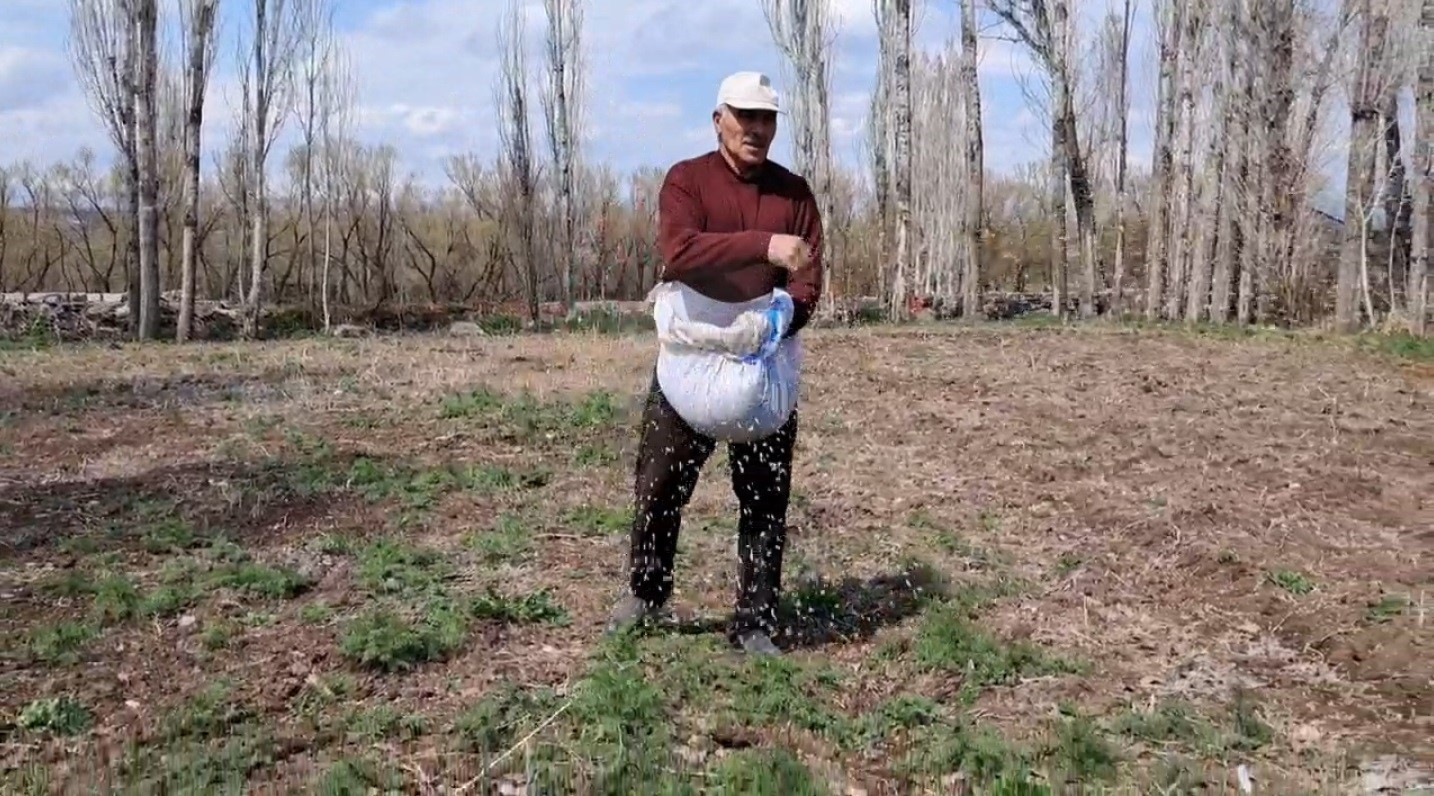 Akyaka’da elle tohum serpme geleneği devam ediyor