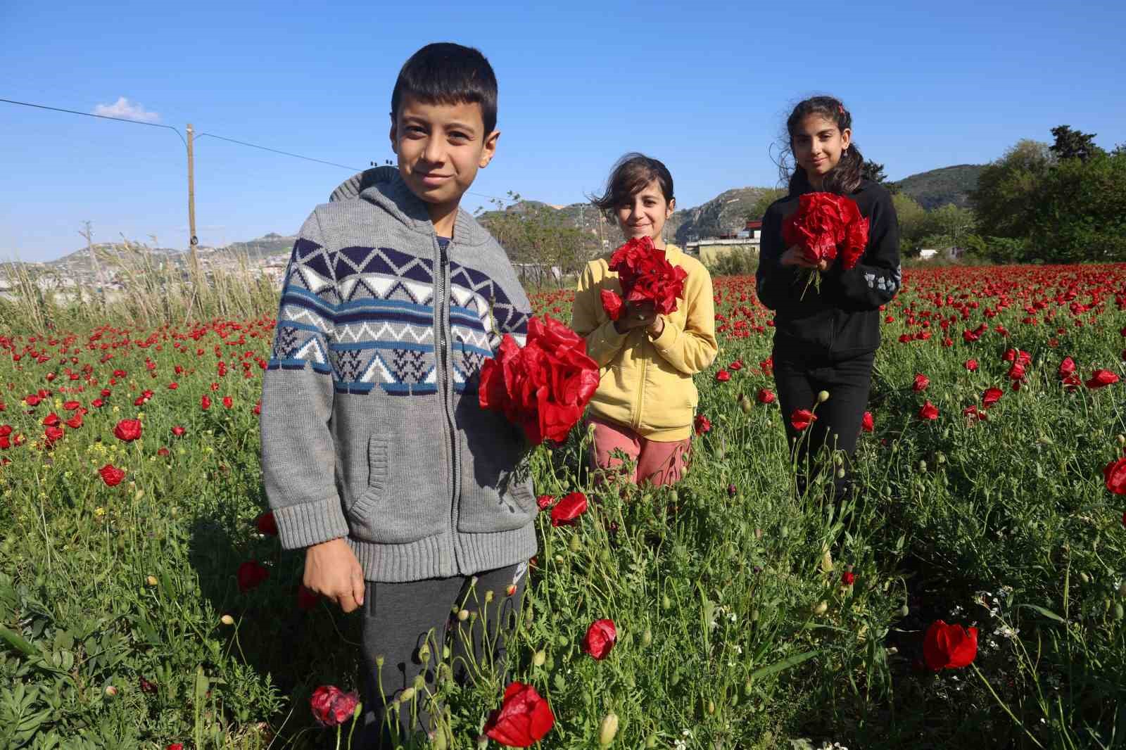 Kırmızı ile yeşilin birleştiği bakla tarlasında gelincikler görenleri mest ediyor