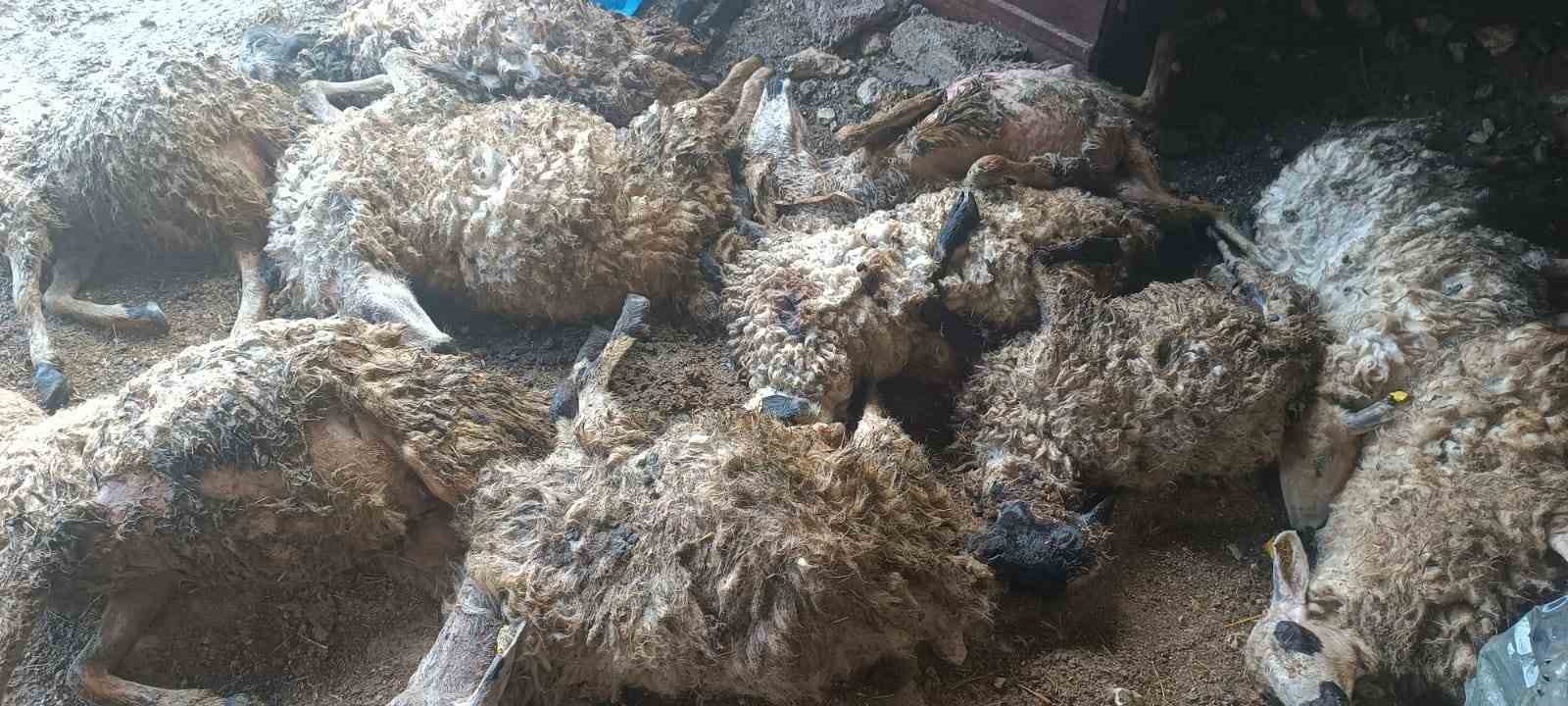 Tunceli’de izdiham oluşan ağılda 11 koyun telef oldu