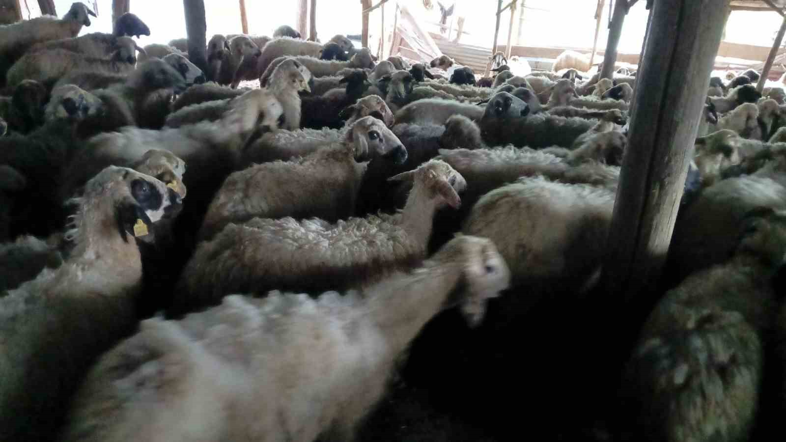 Tunceli’de izdiham oluşan ağılda 11 koyun telef oldu