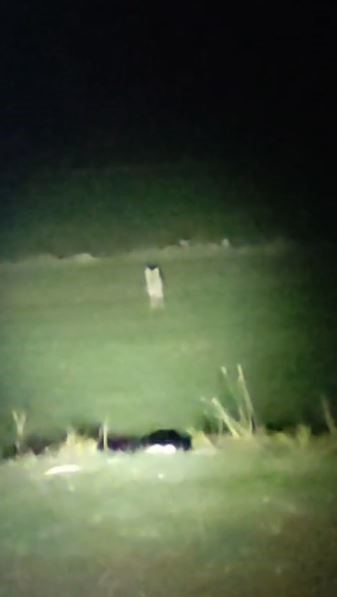 &rsquo;Fino&rsquo; diye seslendiği kurtla olan bağı t&uuml;yler &uuml;rpertti
