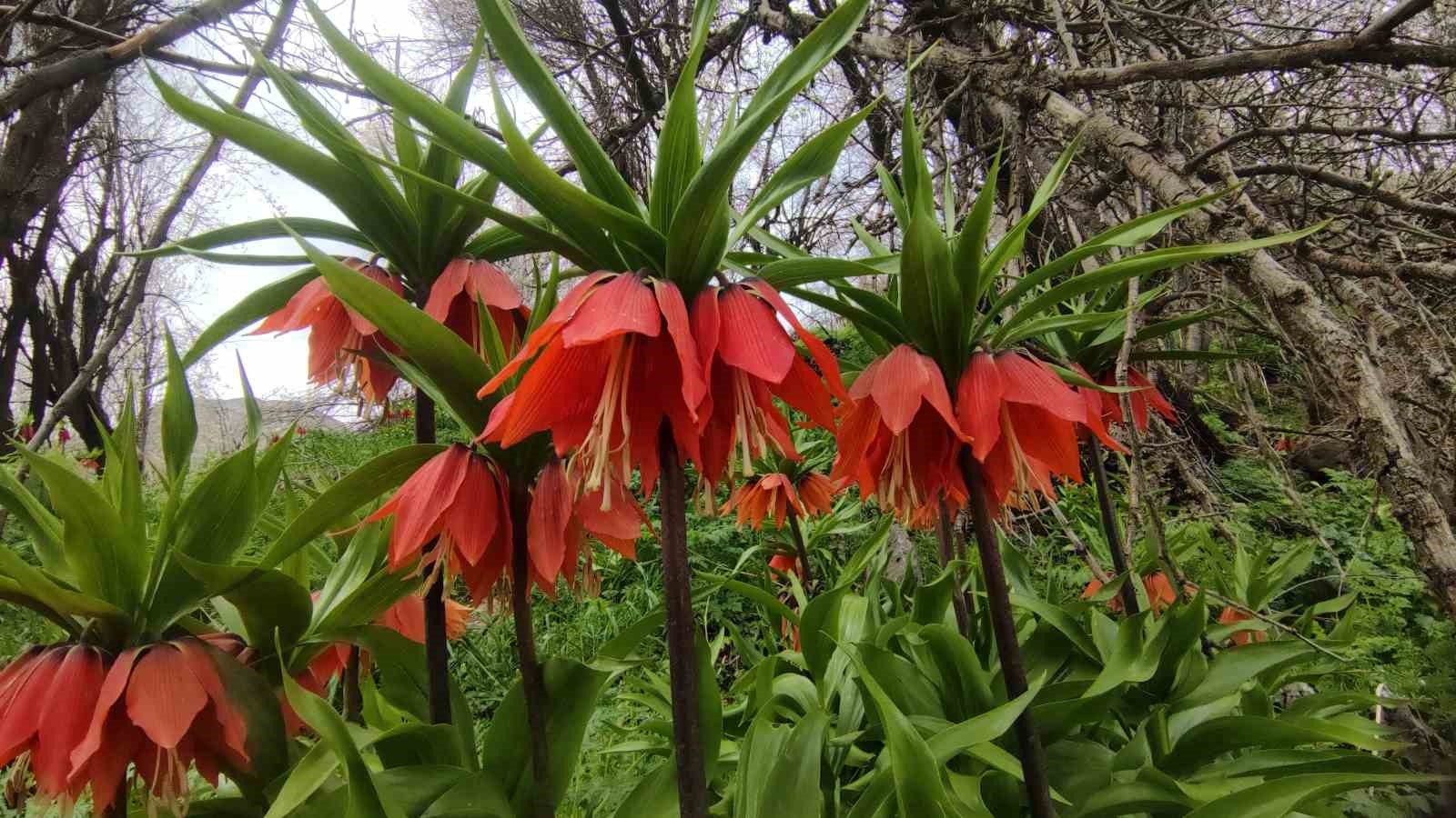 Van’da 3 bin rakımda kış, bin 850 rakımda bahar