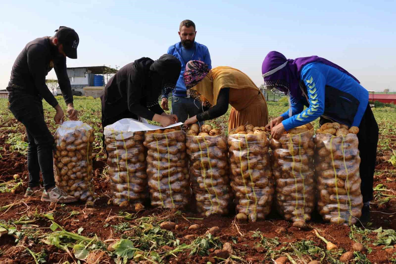 Turfanda patateste hasat başladı