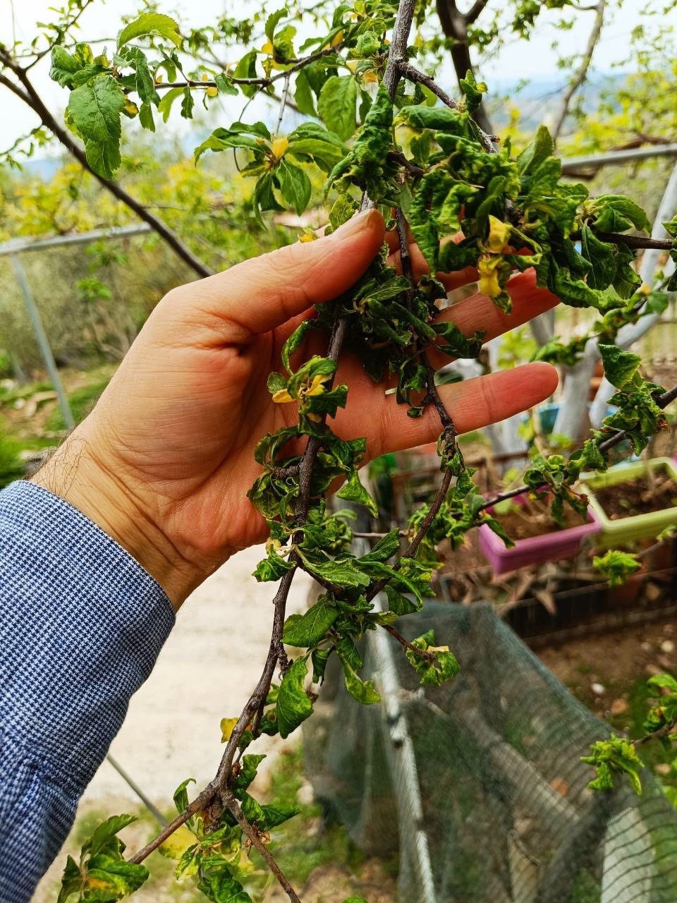 Muğla&rsquo;da kapsamlı tarımsal takip
