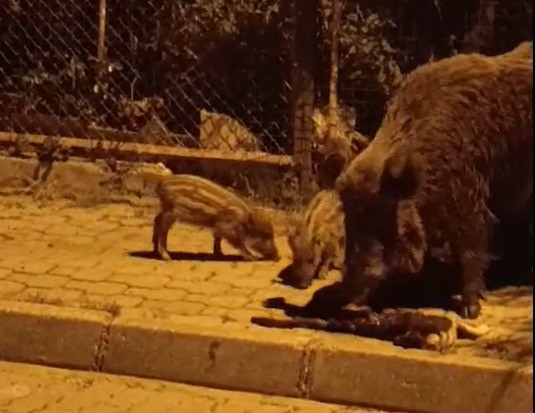 Marmaris’te yaban domuzları kediye saldırdı