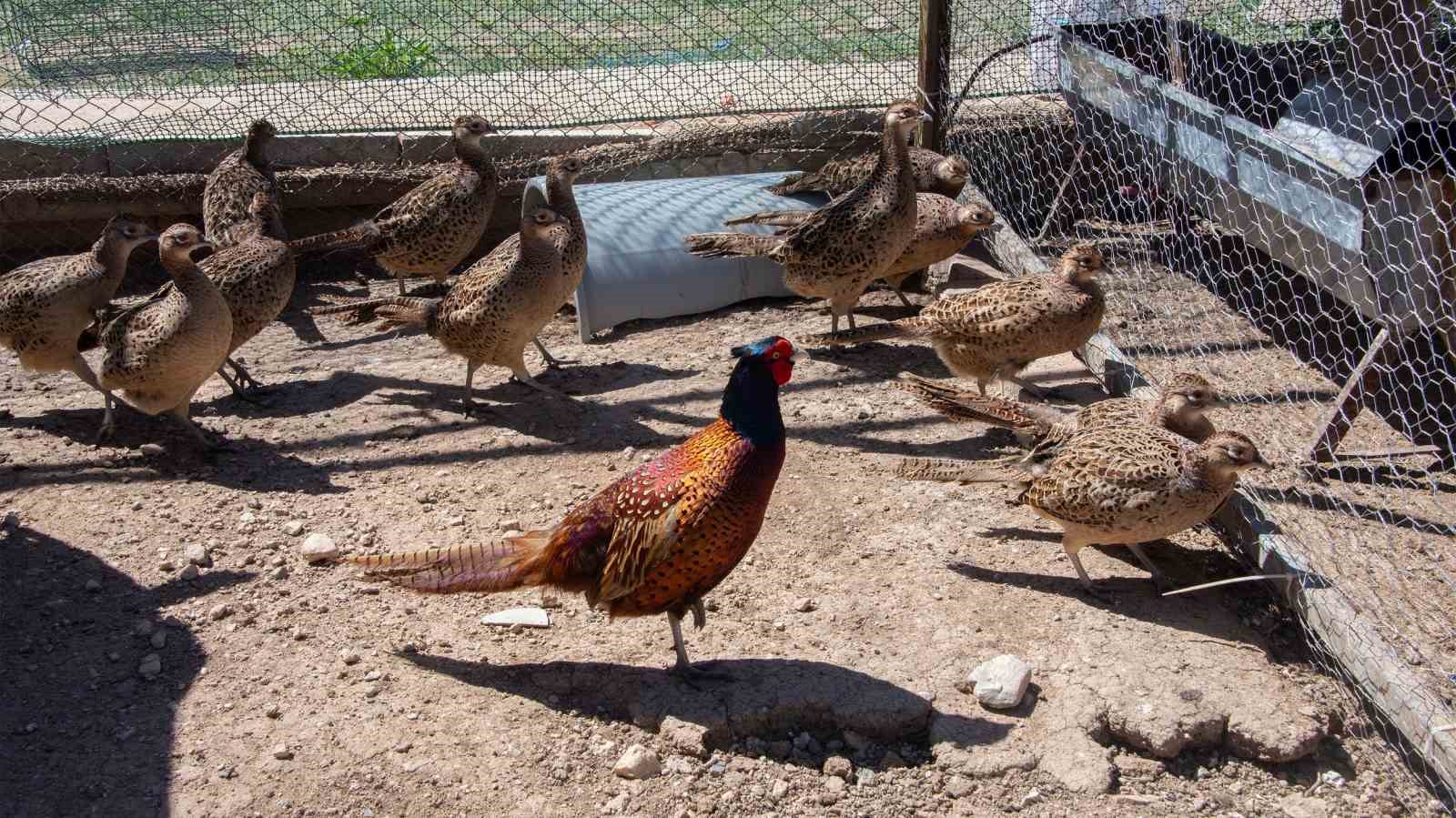 Selçuk Üniversitesi sülün yetiştiriciliğinde öncü oldu
