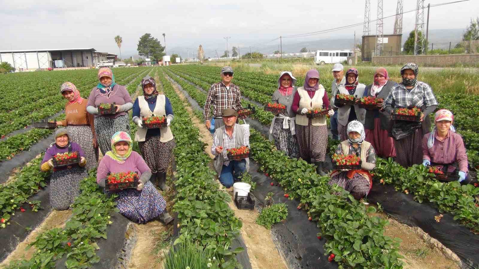 Coğrafi işaretli Silifke çileği Rusya, Ukrayna ve Katar’a ihraç ediliyor