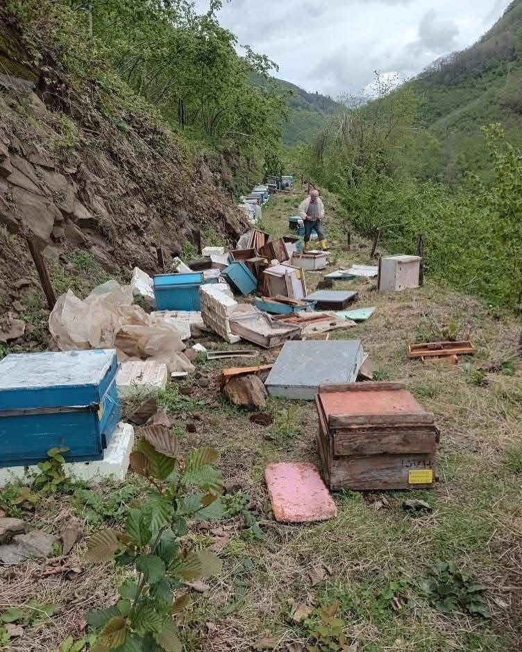Ayılar arıcılara zor g&uuml;nler yaşatıyor
