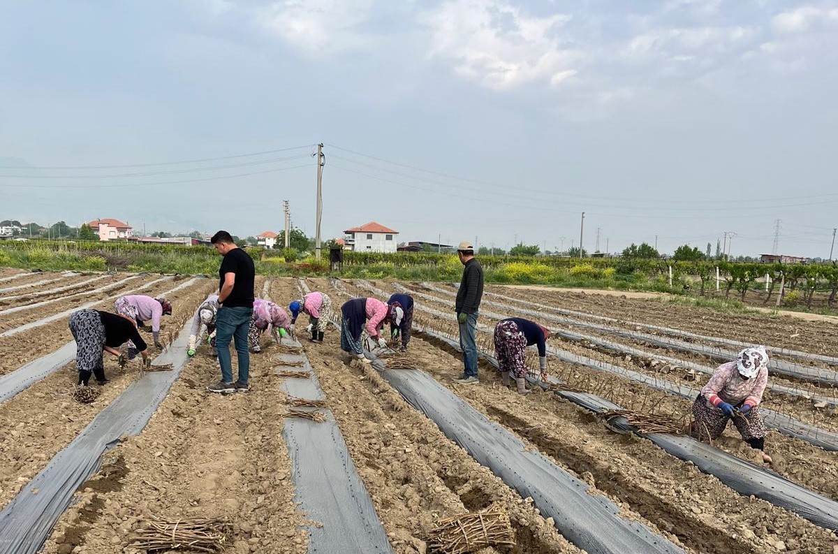 Girişimci kardeşler 10 çeşit üzüm bağ çubuğu yetiştirmeye başladı