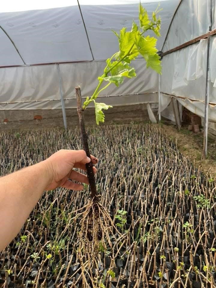 Girişimci kardeşler 10 çeşit üzüm bağ çubuğu yetiştirmeye başladı