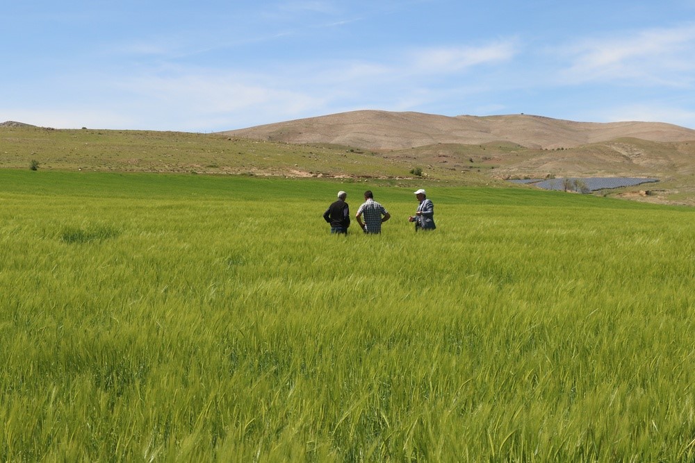 Elazığ’da süne sürvey çalışmaları başladı