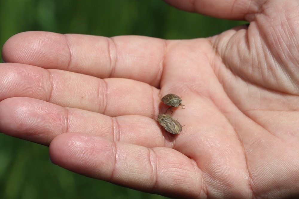 Elazığ’da süne sürvey çalışmaları başladı

