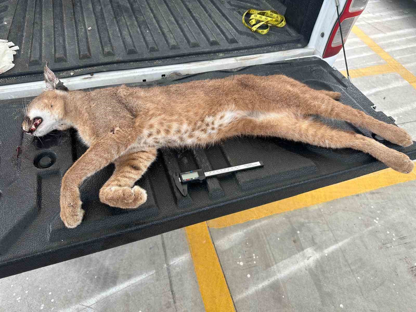 Seydikemer’de aracın çarptığı "Karakulak" telef oldu