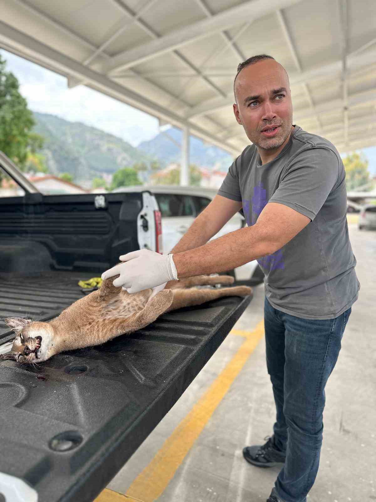 Seydikemer’de aracın çarptığı "Karakulak" telef oldu