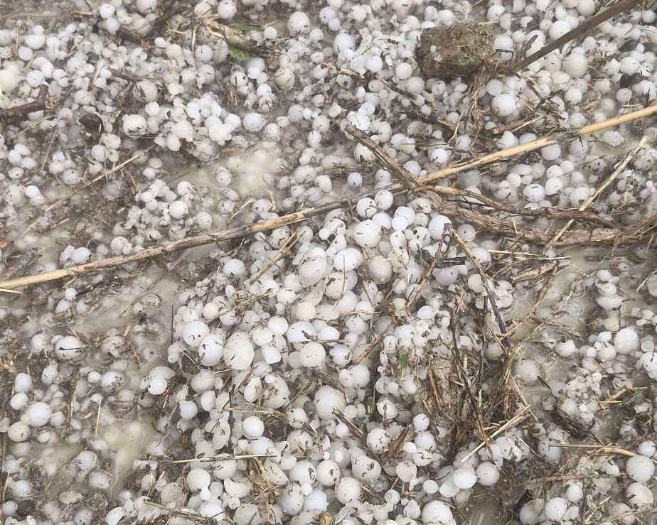 Ceviz büyüklüğünde dolu yağdı, 700 dekar tarım arazisi zarar gördü