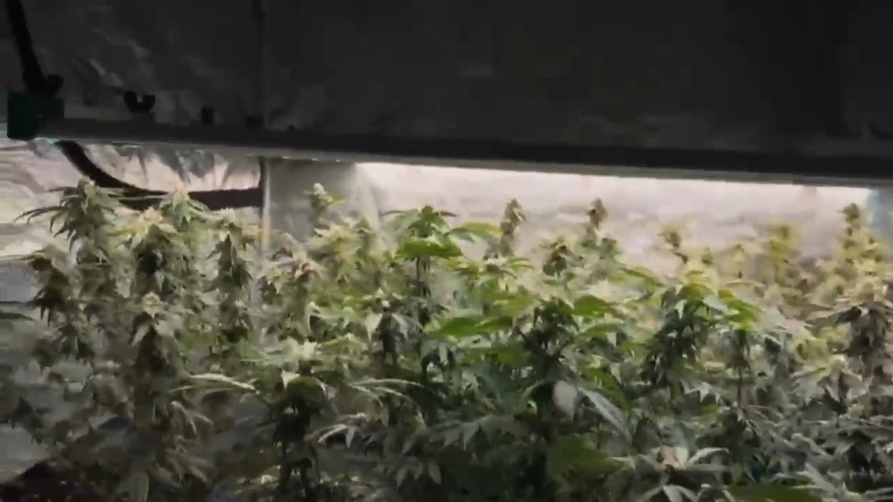 Tekirdağ&rsquo;da jandarmadan skunk serasına baskın: 1 g&ouml;zaltı
