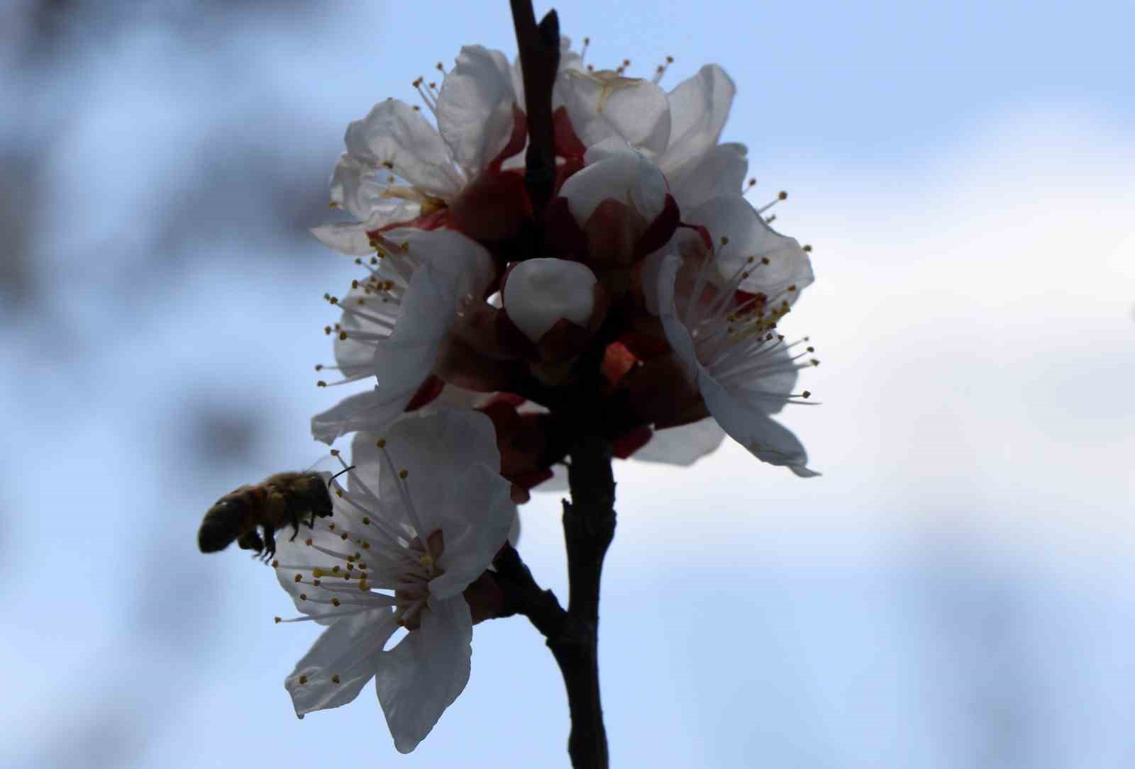 Arı sokmasına bağlı alerjik reaksiyonlar ölüme sebep olabilir