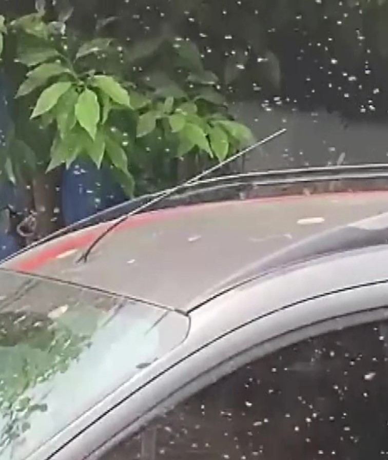 Adana’yı sinekler sardı, vatandaş isyan etti 