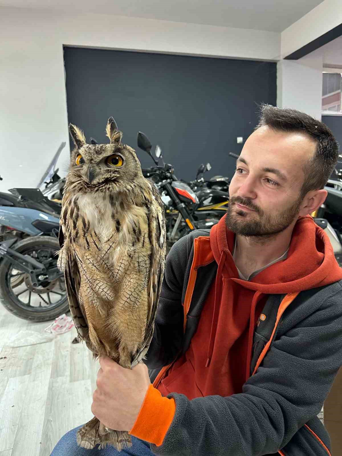 Osmaneli Belediyesi yaralı baykuşu tedavi altına aldı