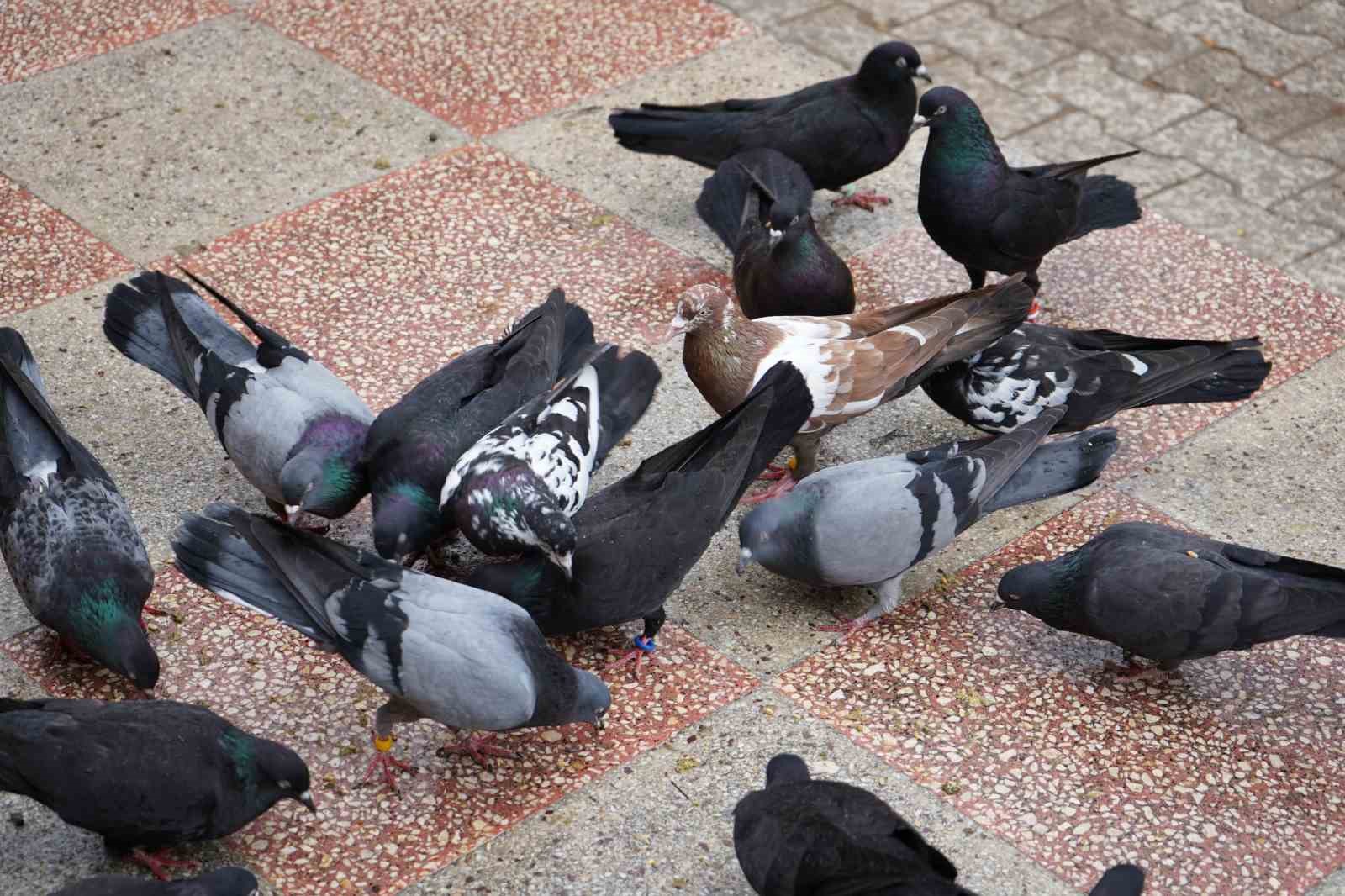 42 yıllık hobisi, profesyonel tesise dönüştü; ’güvercin apartı’ kurdu