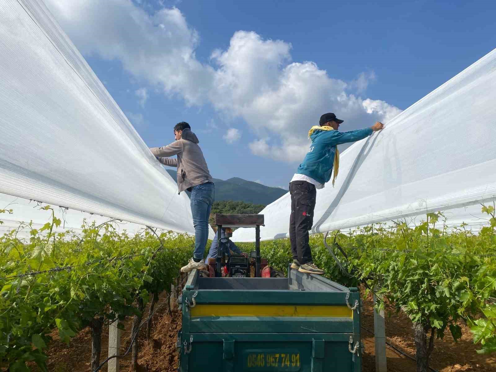 Sarıgöl’deki üzüm bağlarında önlemler giderek artıyor
