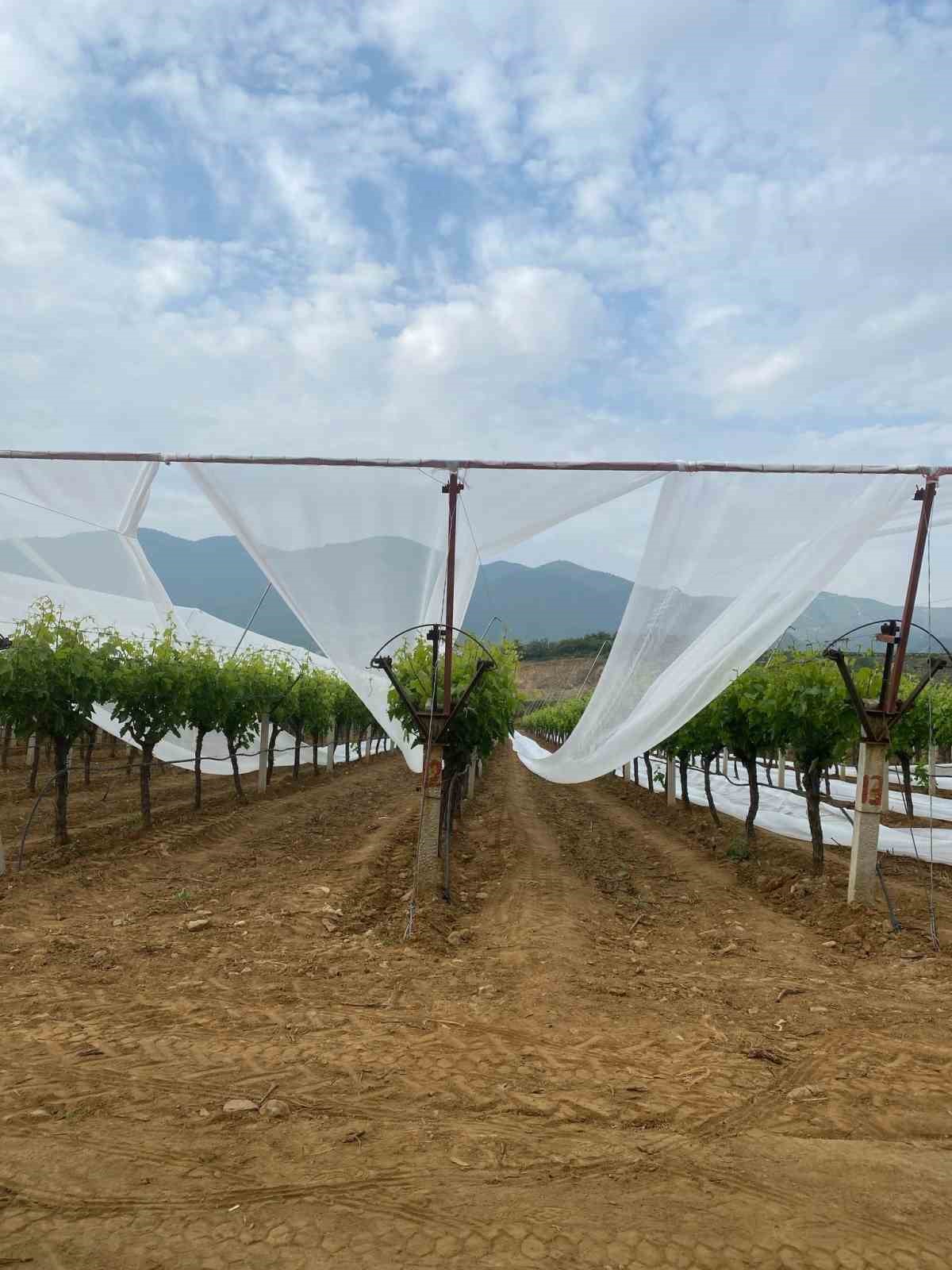 Sarıg&ouml;l&rsquo;deki &uuml;z&uuml;m bağlarında &ouml;nlemler giderek artıyor
