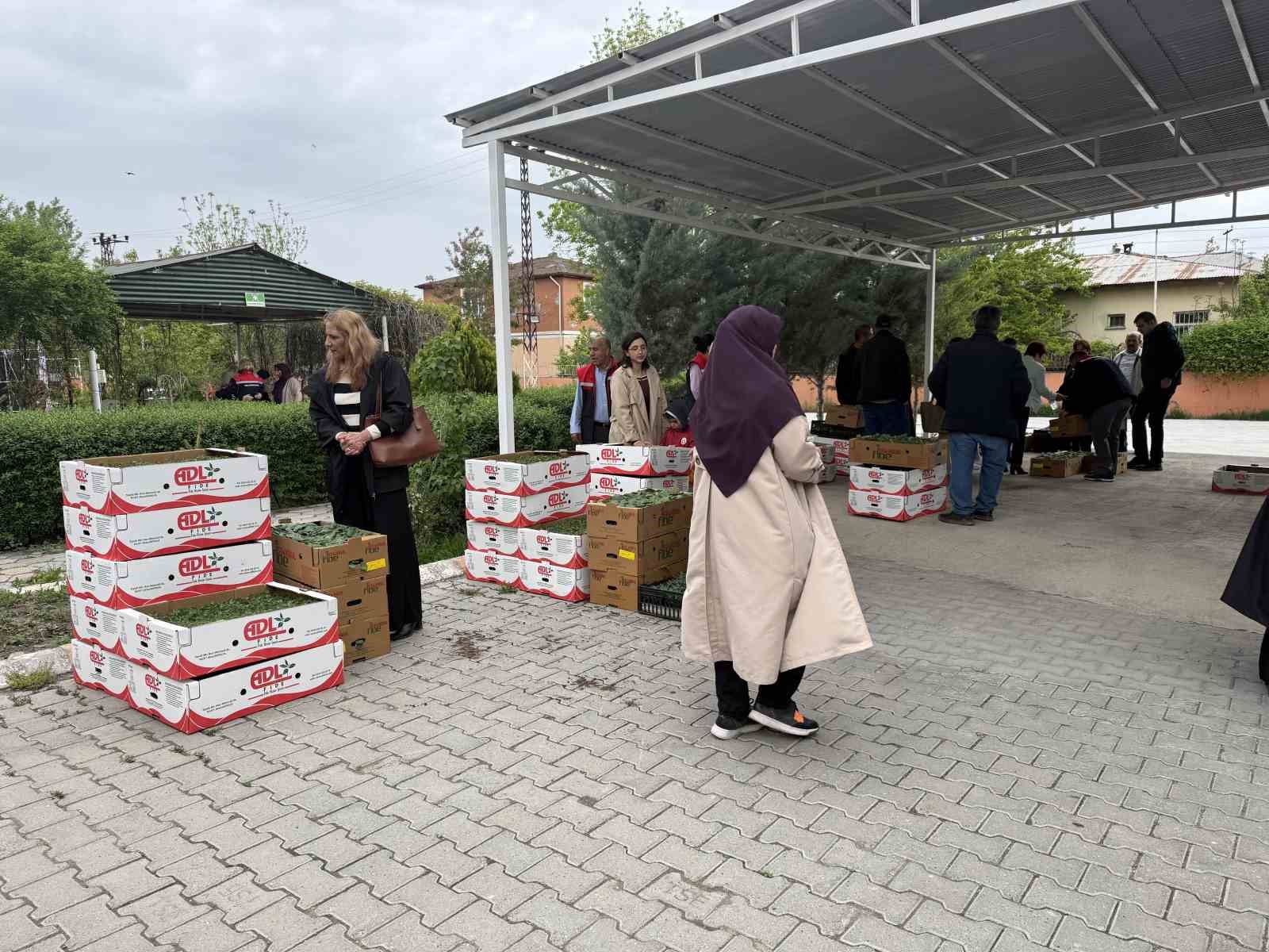 Iğdır&rsquo;da kadın &ccedil;ift&ccedil;ilere fide dağıtımı yapıldı
