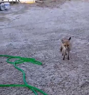 Tilki, kendisini besleyen k&ouml;yl&uuml;n&uuml;n tavuklarını yedi
