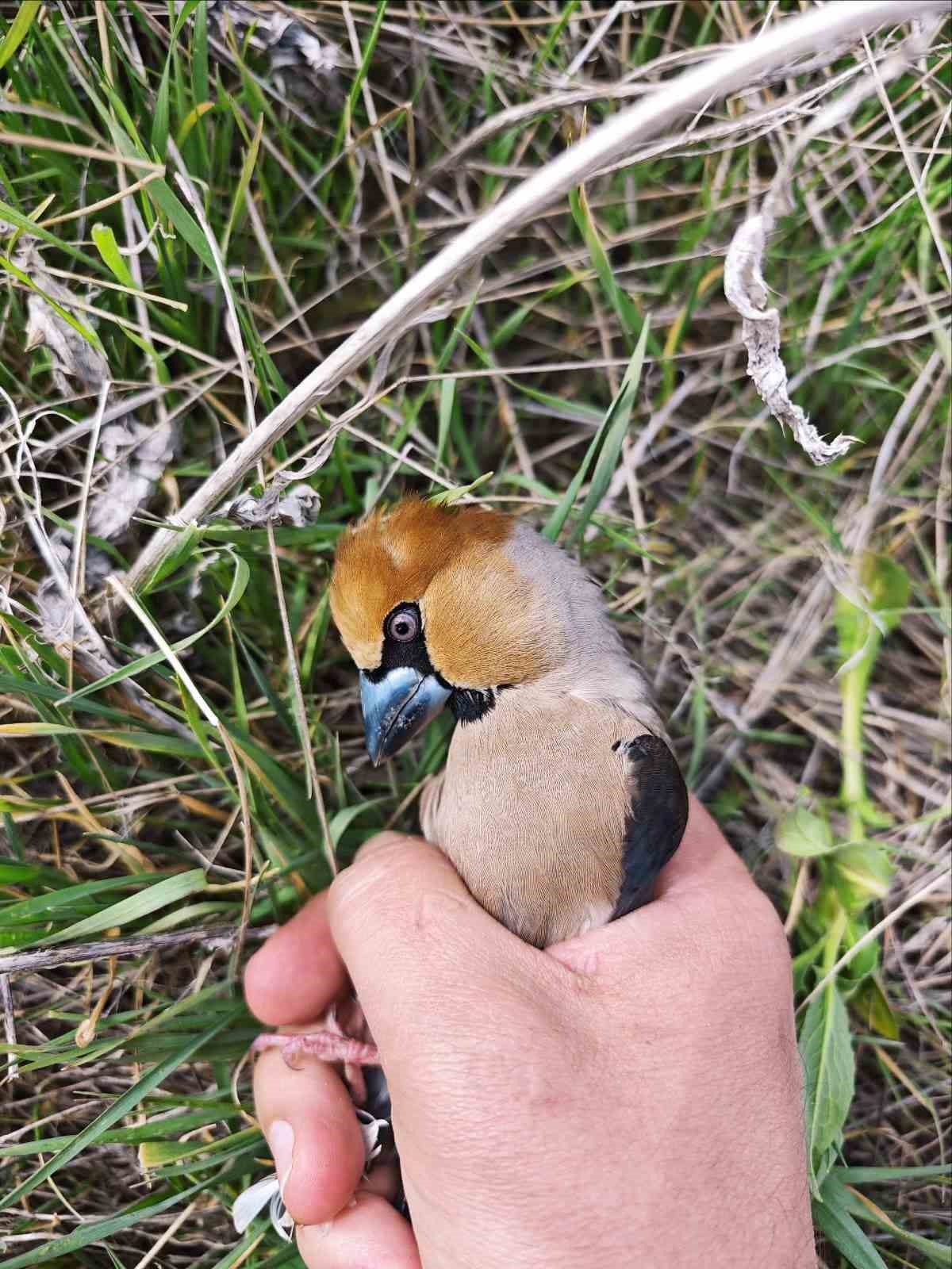 Kocabaş kuşuna, jandarmadan yardım eli