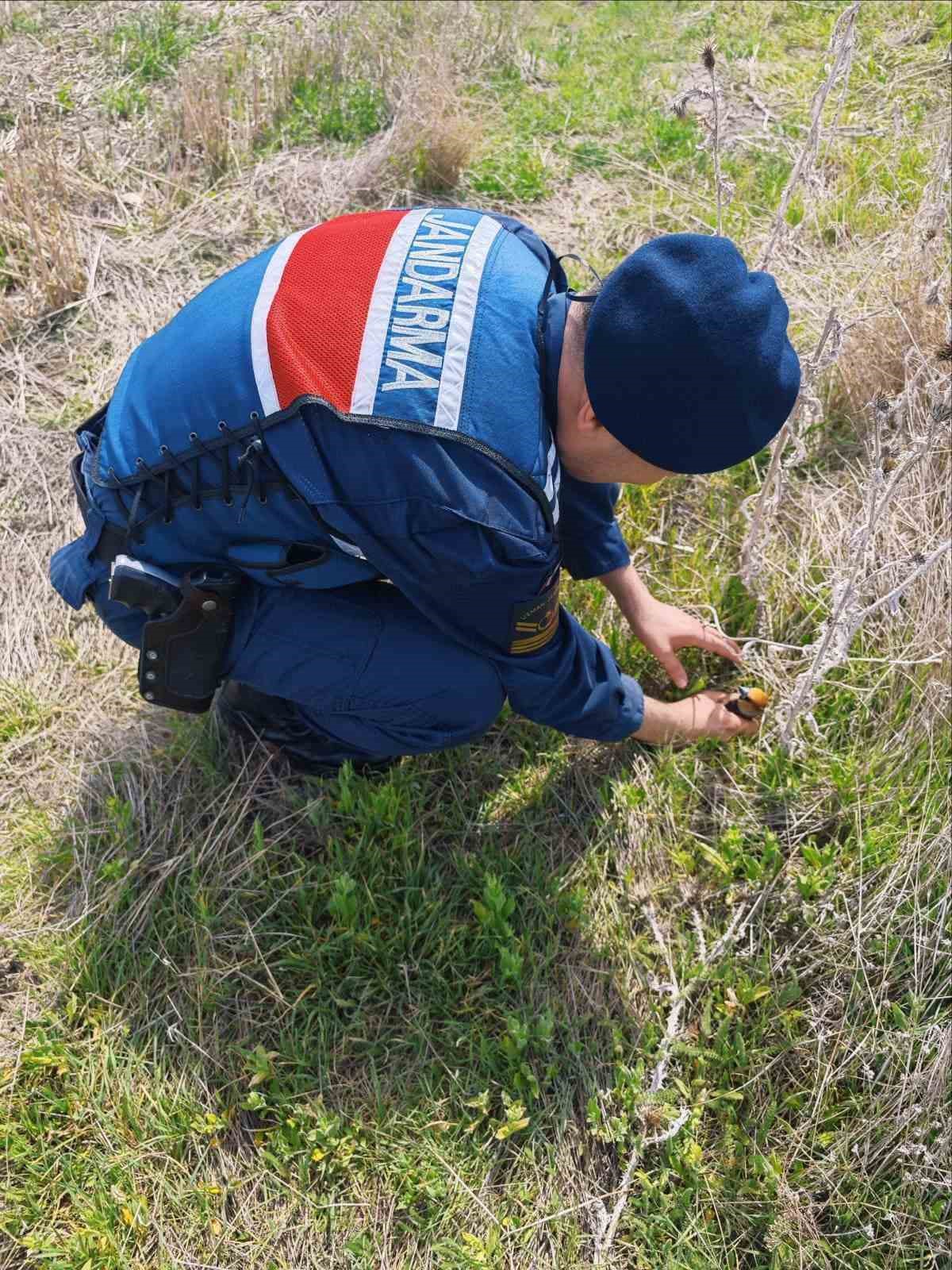 Kocabaş kuşuna, jandarmadan yardım eli
