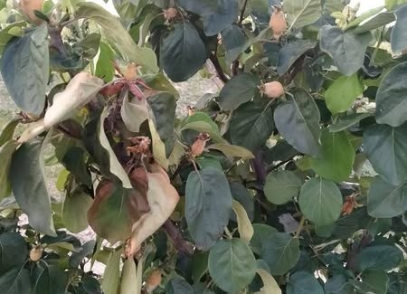 Manisa’da üreticilere ‘ateş yanığı’ uyarısı