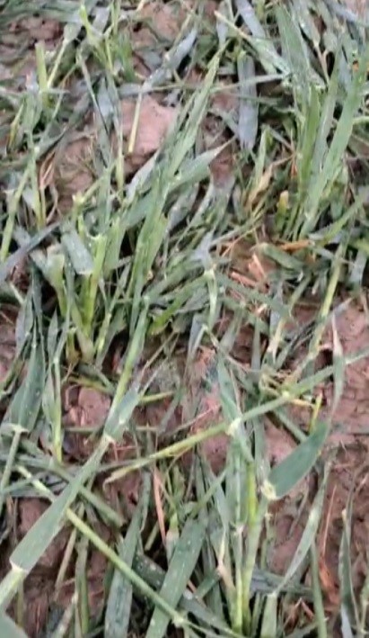 Dolu, hububatta k&ouml;k hastalığına davetiye &ccedil;ıkardı
