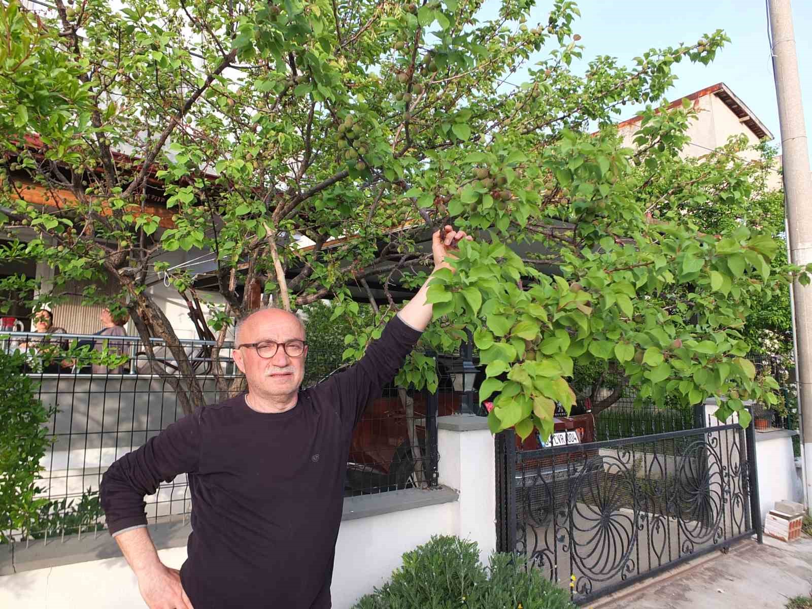 Burhaniye&rsquo; de kayısı bereketi yaşanıyor
