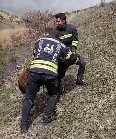 Bataklığa saplanan koyunu kurtardılar