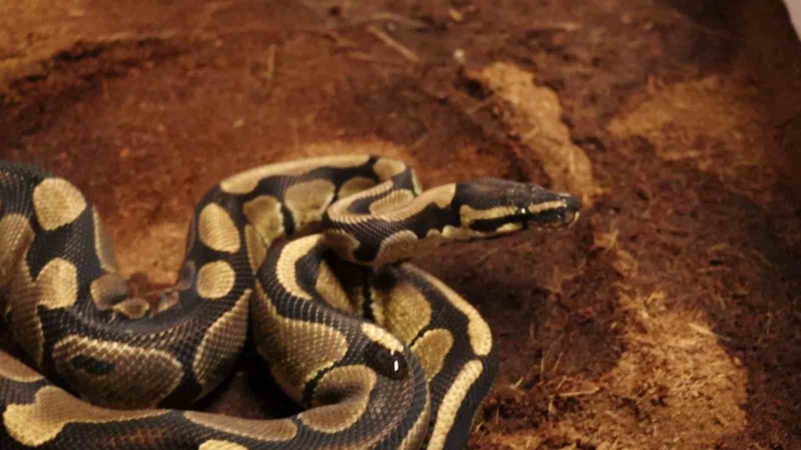 Sakarya’da kraliyet pitonu ele geçirildi, iş yeri sahibine ceza kesildi