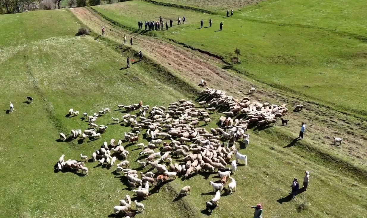 Kuzuların anneleriyle buluşması renkli g&ouml;r&uuml;nt&uuml;lere sahne oldu
