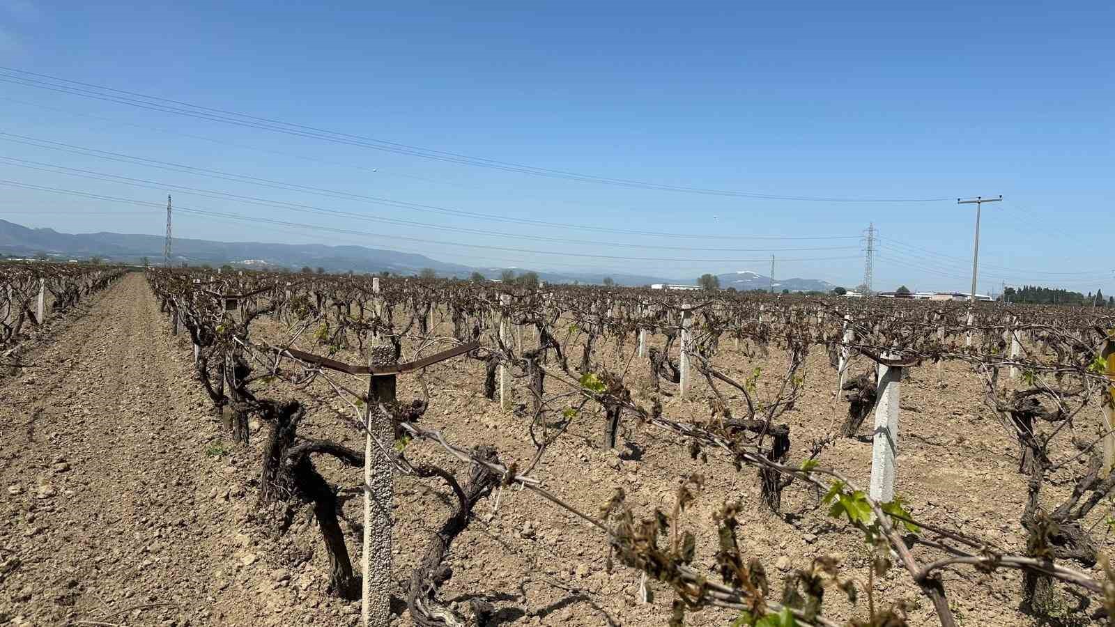 Büyükşehir’den don zararına uğrayan üreticilere destek