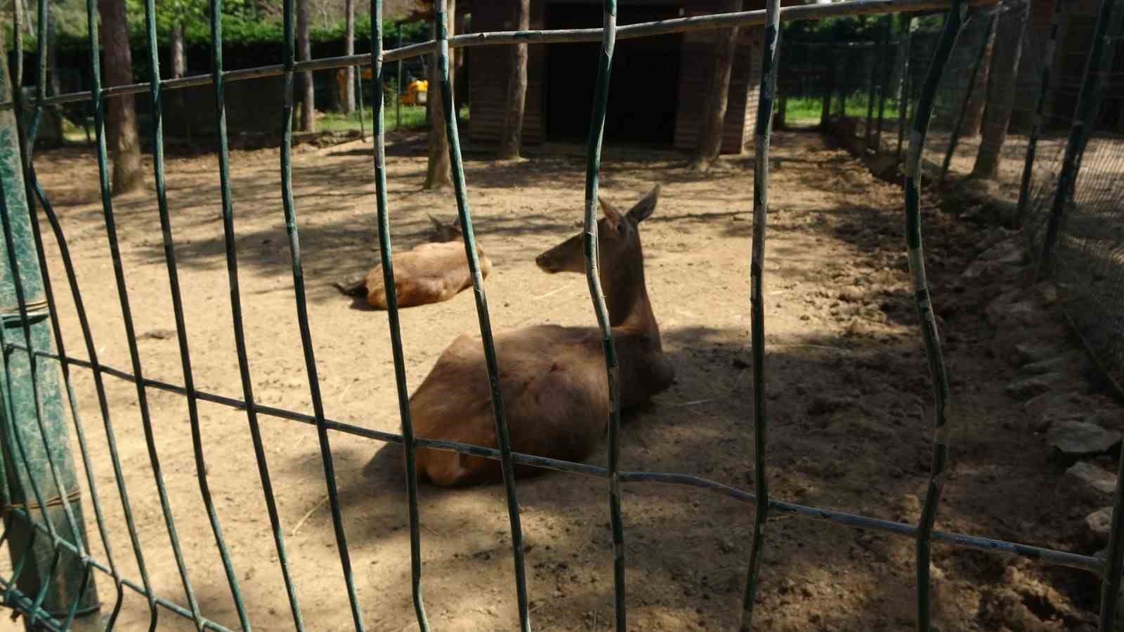 &Ccedil;ekmek&ouml;y Hayvanat Bah&ccedil;esi&rsquo;ndeki hayvanlar depremi b&ouml;yle hissetti
