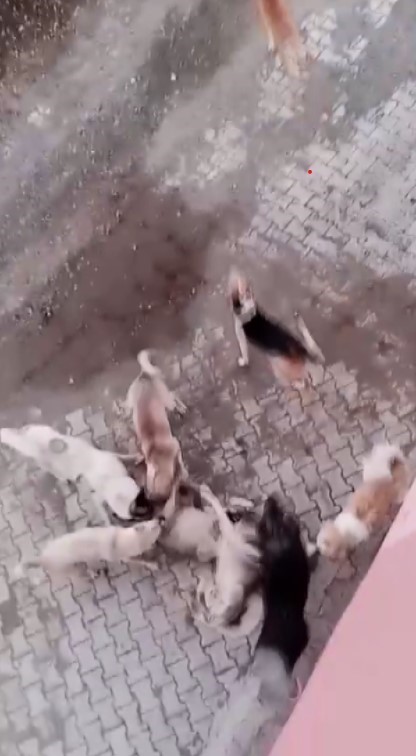Köpekler arasında yaşanan korkutan boğuşma kamerada