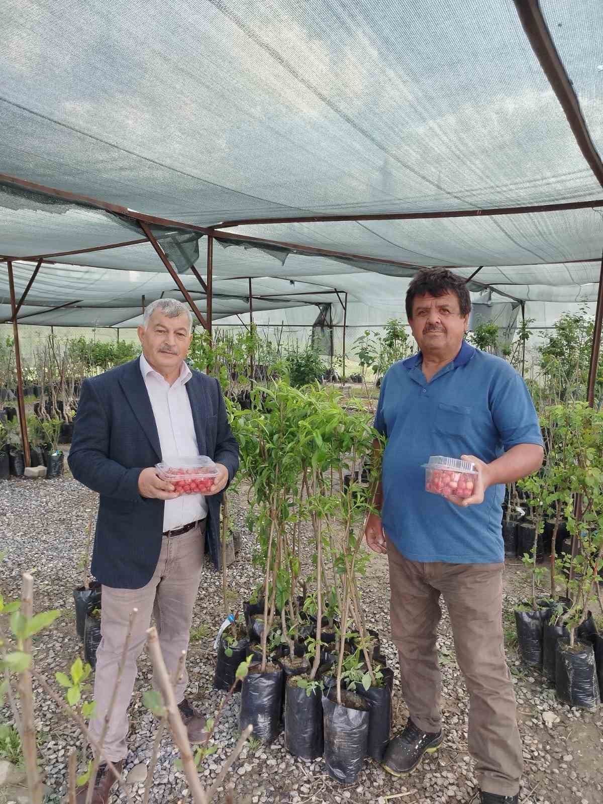 Gazipaşa’da sezonun ilk kiraz hasadı yapıldı