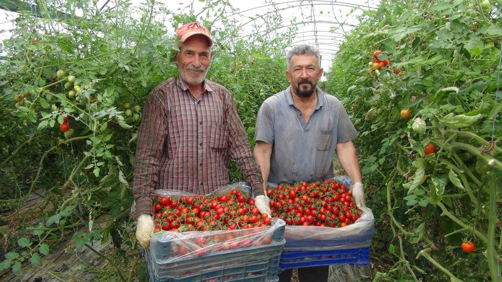 �rt� alt� domateste hasatta sona yakla��ld�