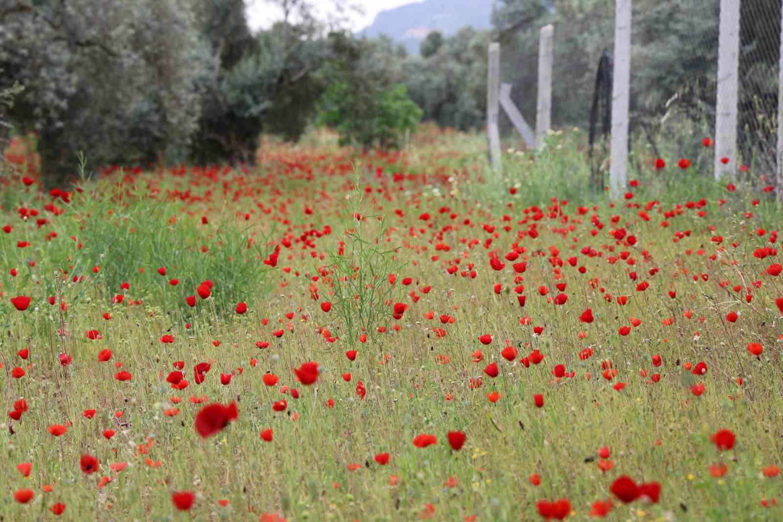 Aydın’da gelincikler görsel şölen sunuyor